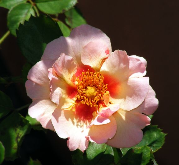 Eyeconic Pink Lemonade photo epl2013_07250010_zps0f14776a.jpg